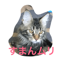 [LINEスタンプ] 愉快なネコ達