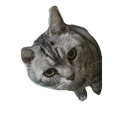 [LINEスタンプ] 我が家の猫スタ