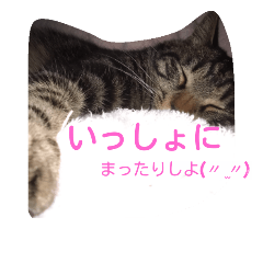 [LINEスタンプ] ネコスタンプです