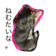 [LINEスタンプ] 犬のしょこちゃん