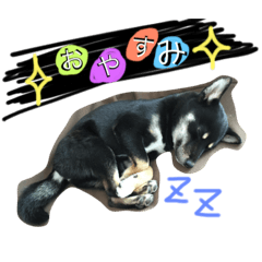 [LINEスタンプ] 黒豆柴ゆずの日常生活
