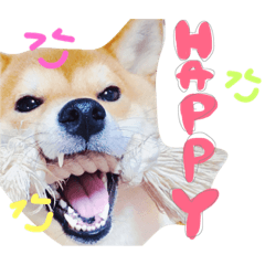 [LINEスタンプ] 柴犬めりのたぶん結構使えるスタンプ