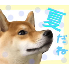 [LINEスタンプ] 柴犬めりの主に夏に使うスタンプ