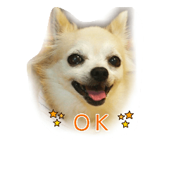 [LINEスタンプ] チワワのシェリー