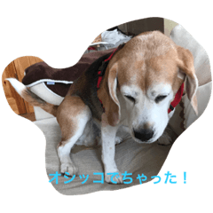 [LINEスタンプ] かわいいショコラ