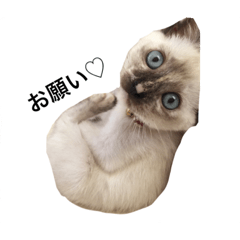 [LINEスタンプ] 猫 不二子