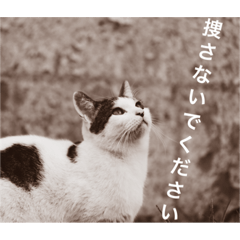[LINEスタンプ] straycat says