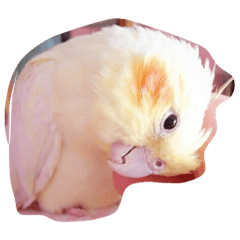 [LINEスタンプ] オカメインコのるびー4