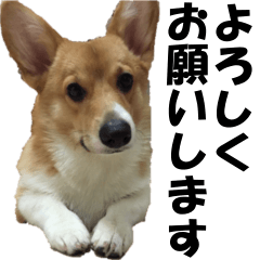[LINEスタンプ] Shaula no Sticker