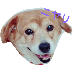 [LINEスタンプ] 家族みんな大好き愛犬！さくら！