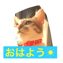[LINEスタンプ] ハルカスと言う名の猫