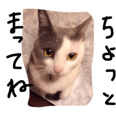 [LINEスタンプ] 可愛い ねこちゃん