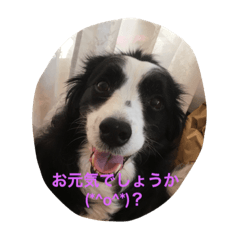 [LINEスタンプ] 甘えんぼのボーダーコリー