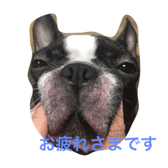 [LINEスタンプ] 阪口ぽんず②