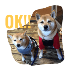 [LINEスタンプ] 柴犬 シーザーとエリちゃん