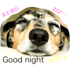 [LINEスタンプ] ももの気持ち