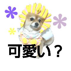 [LINEスタンプ] コスプレ ポメラニアンDuffy1