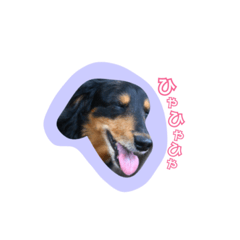 [LINEスタンプ] ミニチュアダックスフンドのショコラ