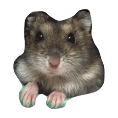 [LINEスタンプ] ハムスター ハムの生活