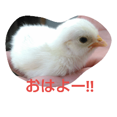 [LINEスタンプ] チャボと仲間