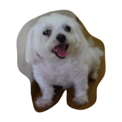 [LINEスタンプ] マルチーズのまろん