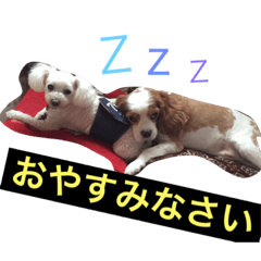[LINEスタンプ] キャバリアのさく君とトイプードルのまる君