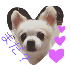 [LINEスタンプ] ましゅひめの日常 チワワ