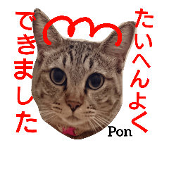 [LINEスタンプ] 猫三兄弟と犬の家族