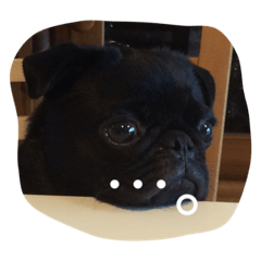 [LINEスタンプ] 黒パグのハル
