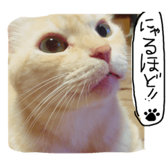 [LINEスタンプ] かわいいにゃんこ達