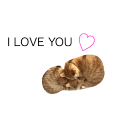 [LINEスタンプ] 我が家の猫。