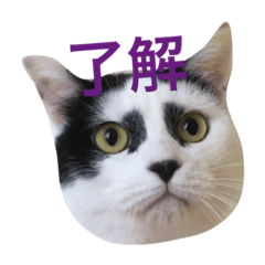 [LINEスタンプ] 歌舞伎顔のカブキくん