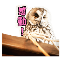 [LINEスタンプ] トラフライフ シーズン1