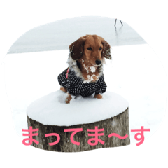 [LINEスタンプ] ！ dog！