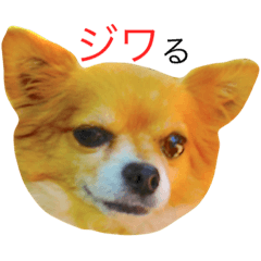 [LINEスタンプ] hungry Chihuahua vol.1の画像（メイン）
