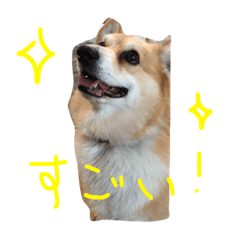 [LINEスタンプ] コーギーの「なぎさ」第二弾