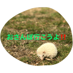 [LINEスタンプ] 森のはりねずみハリーお散歩ウォーキング♪