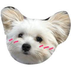 [LINEスタンプ] 沖野家のころさん