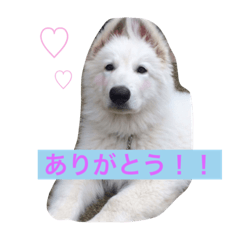 [LINEスタンプ] ホワイトシェパード大豆の日常 2