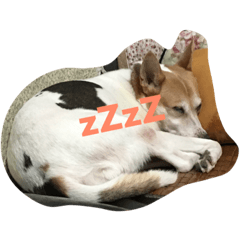 [LINEスタンプ] Dog Niuniu's everyday