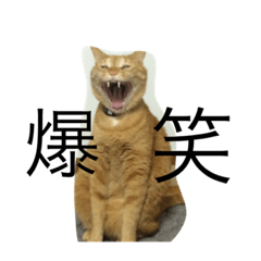 [LINEスタンプ] ちー・茶トラ猫スタンプ