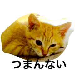 [LINEスタンプ] タラとイクラのぐーたらスタンプ