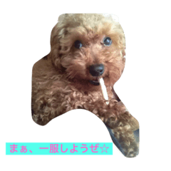 [LINEスタンプ] 飼い猫飼い犬の日常編