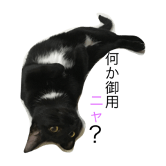 [LINEスタンプ] ぐうたらニャンコ