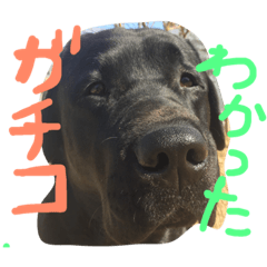 [LINEスタンプ] ねぇねぇと3LAB