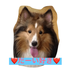 [LINEスタンプ] シェルティのメープル君