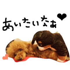 [LINEスタンプ] 愛犬のプードルちゃん♡.1