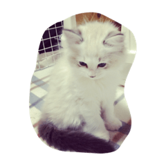 [LINEスタンプ] らむにゃん