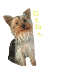 [LINEスタンプ] ヨーキーだわん！