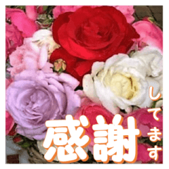 [LINEスタンプ] 薔薇の花♡アソート3_挨拶メッセージの画像（メイン）